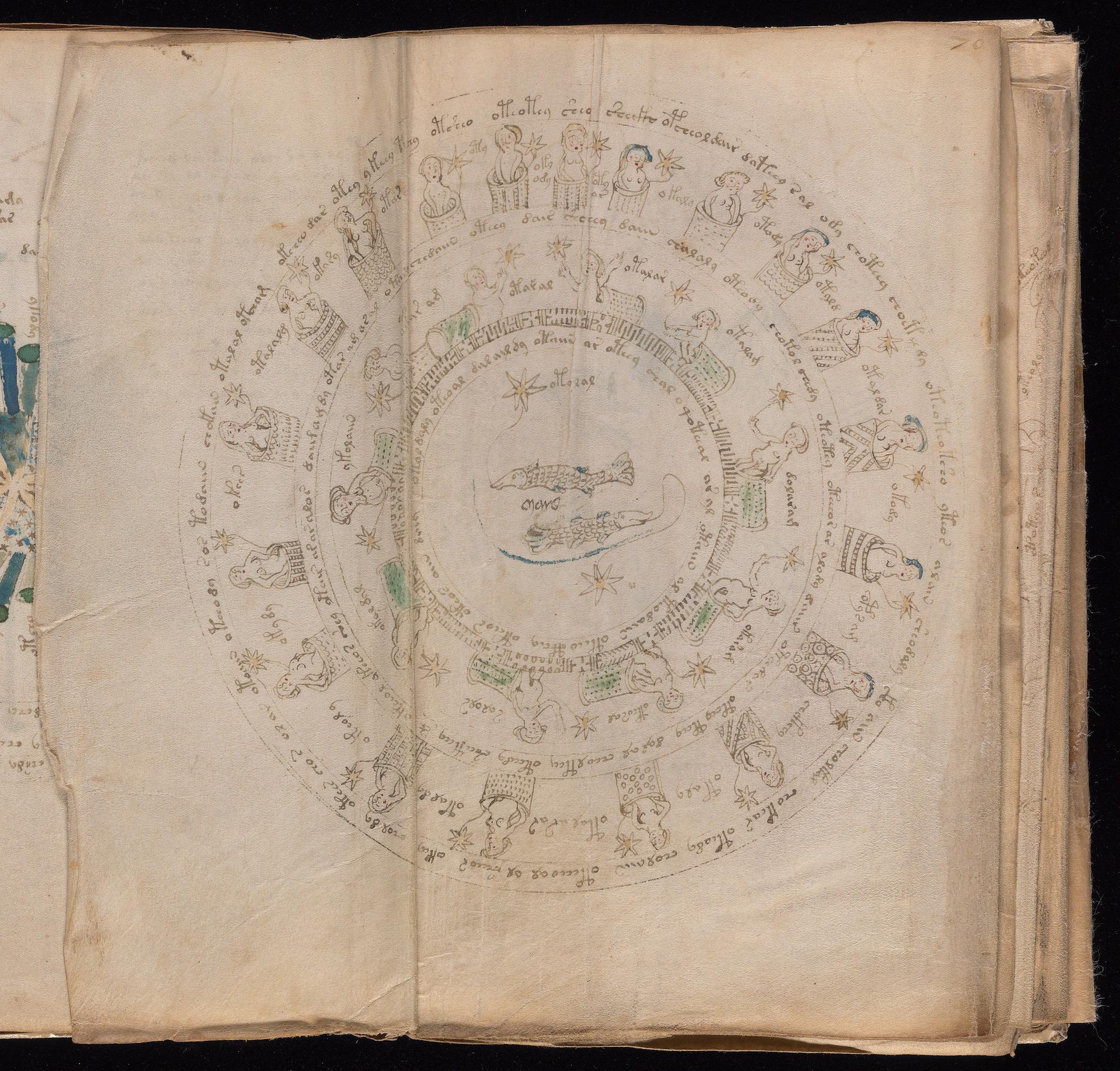 Voynich Manuscript folio f70v (part) — Beinecke MS 408